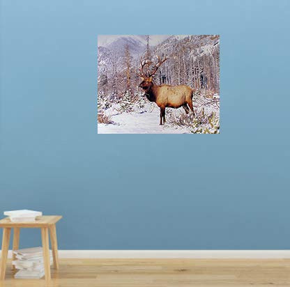 Wildlife Mountain Animal Wall Decor Big Bull Elk Antler Picture Art Print Poster (16x20)