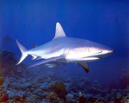 Underwater Ocean Wall Wild Tiger Bull Shark Decor Art Print Poster (16x20)