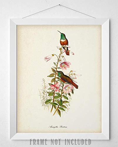 Two Hummingbirds Illustration - 11x14 Unframed Bird Wall Art Vintage Bird Print Poster - Great Home Humming Bird Decor and a Great Gift Under $15 for Bird Watchers