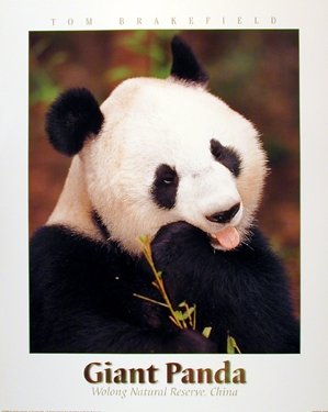 Giant Panda Bear Animal Bamboo Wildlife Wall Decor Art Print Poster (16x20)
