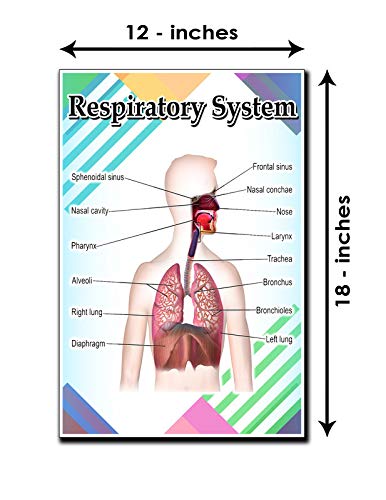 JMM Industries Respiratory System Poster Quote Motivational Educational Inspirational School Elementary Homeschool 12-Inches by 18-Inches Print Wall Art CAP00124