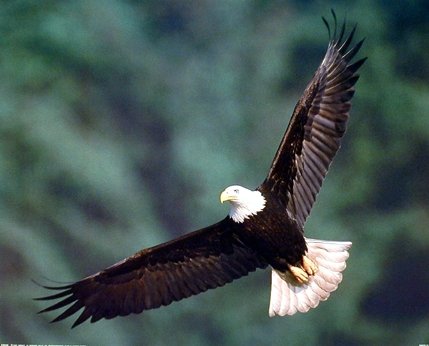 Impact Posters Gallery Flying Bald Eagle Bird Sunset Wildlife Animal Picture Two Set 16x20 Wall Decor Art Print Poster