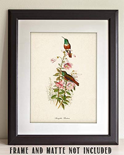 Two Hummingbirds Illustration - 11x14 Unframed Bird Wall Art Vintage Bird Print Poster - Great Home Humming Bird Decor and a Great Gift Under $15 for Bird Watchers
