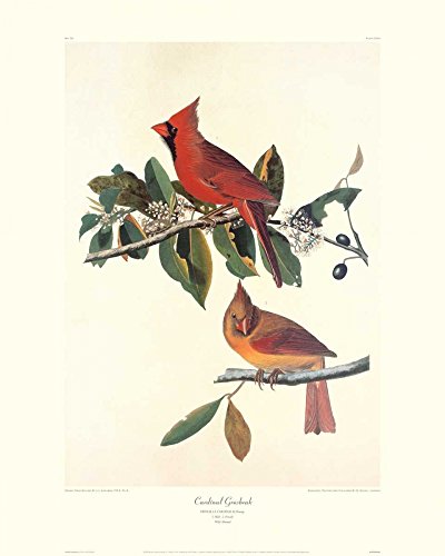 Posterazzi Collection Cardinal Grosbeak (Decorative Border) Poster Print by John James Audubon (10 x 8)