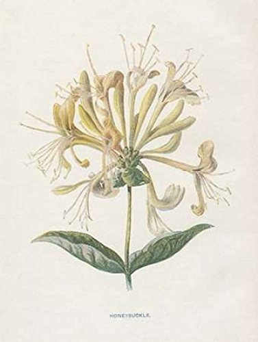 Honeysuckle Poster Print by Gwendolyn Babbitt (11 x 14)