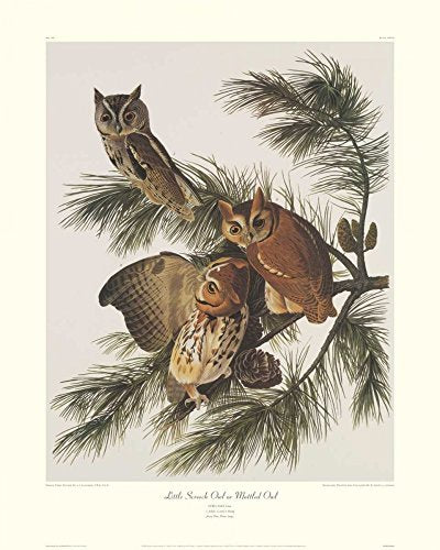 Posterazzi Collection Little Screech Mottled Owl (Decorative Border) Poster Print by John James Audubon (10 x 8)
