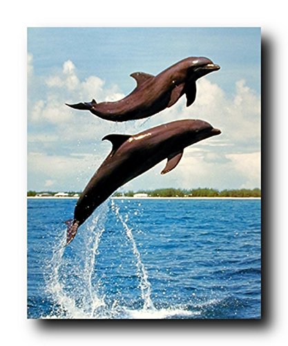 Ocean Bottlenose Dolphins Jumping Animal Bathroom Wall Decor Art Print Poster (16x20)