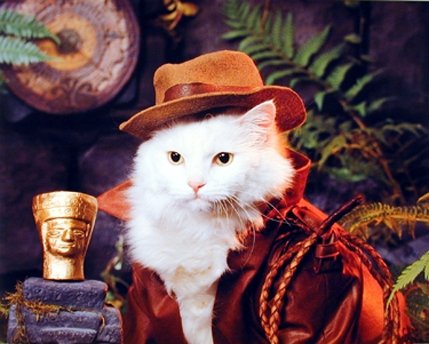 Cat Funny Animal Nature Kids Room Wall Decor Art Print Poster (16x20)