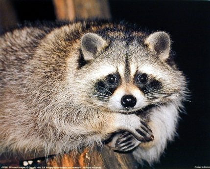 Wild Animal Cute Raccoon Wall Decor Close-up Picture Art Print Posters (16x20)
