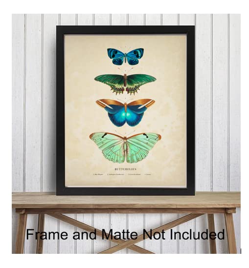 ShopHaven Vintage Butterfly Print, Antique Butterfly Illustration, Butterfly Print - 11x14 Poster Print - Unframed