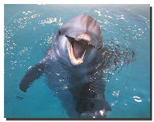 Dolphin Underwater Ocean Animal Wall Decor Art Print Poster (16x20)