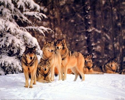 Timber Wolves In Snow Tom Brakefield Wildlife Animal Nature Art Print Poster (16x20)