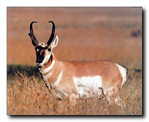 Wild Animal Wall Decor Antelope Antler Picture Pronghorn Art Print Poster (16x20)