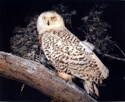 Wildlife Snow Owl Nature Animal Wall Decor Art Print Poster (16x20)