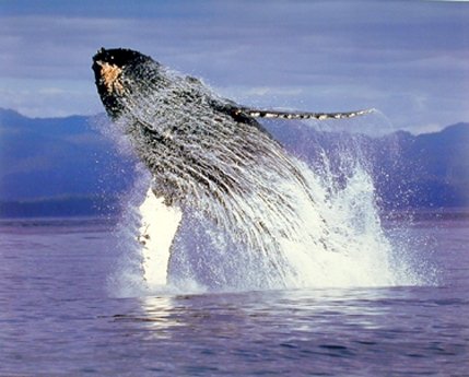 Humpback Sea Whale Ocean Animal Wall Decor Art Print Poster (16x20)