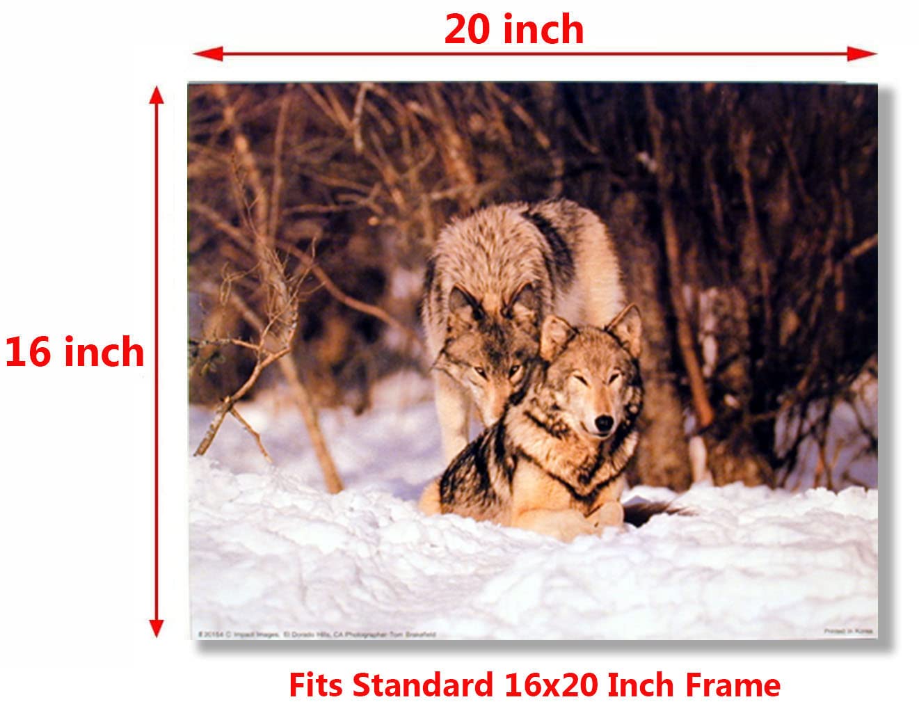 Wild Pair Grey Wolf Animal in Snow Wildlife Wall Decor Art Print Poster (16x20)