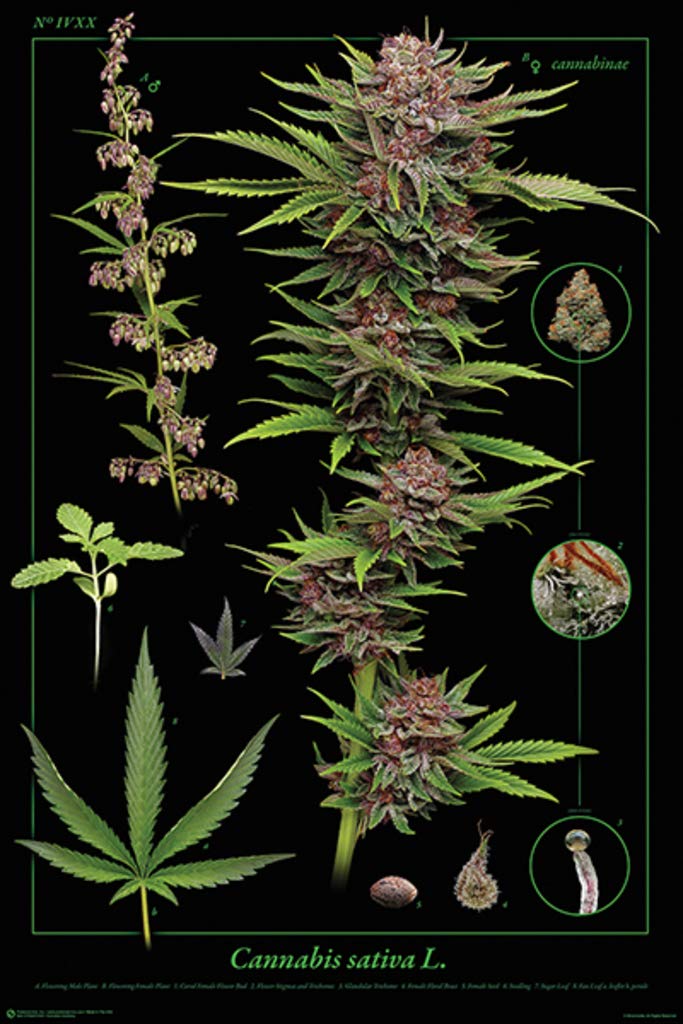 FRAME USA Cannabis Anatomy Poster Print (24x36) (Rolled)