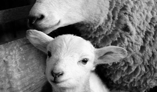 Black and White Animals Canvas Wall Decor Art Cute Little Sheep Lamb Picture Prints and Farmhouse Poster for Home Living Room Decoration IXMAH (8x10inch NO Framed)