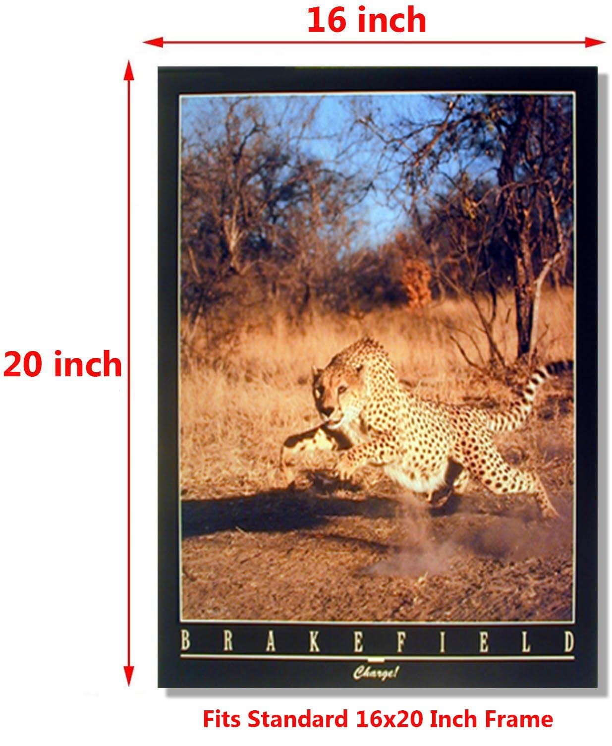 Running Cheetah Pictures Wild Animal Wall Decor Art Print Poster (16x20)