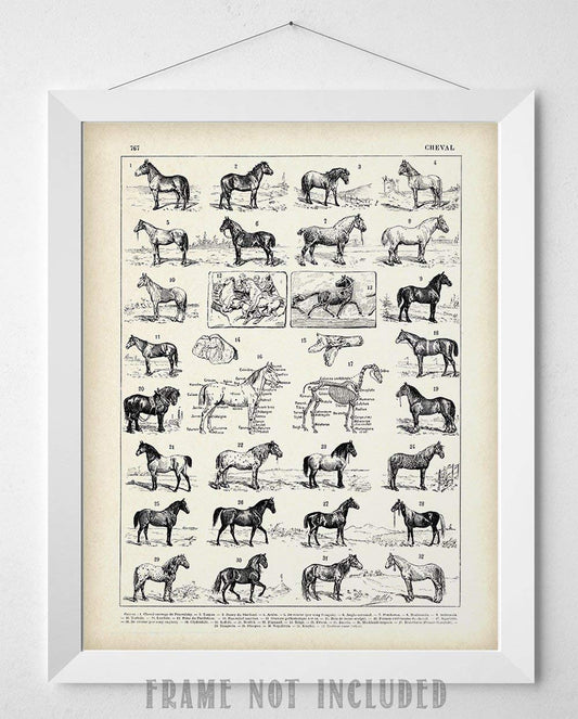 Vintage French Horses - Vintage Horse Poster and Farmhouse Decor, Wild Animal Print and Country Home Decoration, Farm Accessories Gift Idea, 11x14 Unframed Art Print Classic Book Page Poster