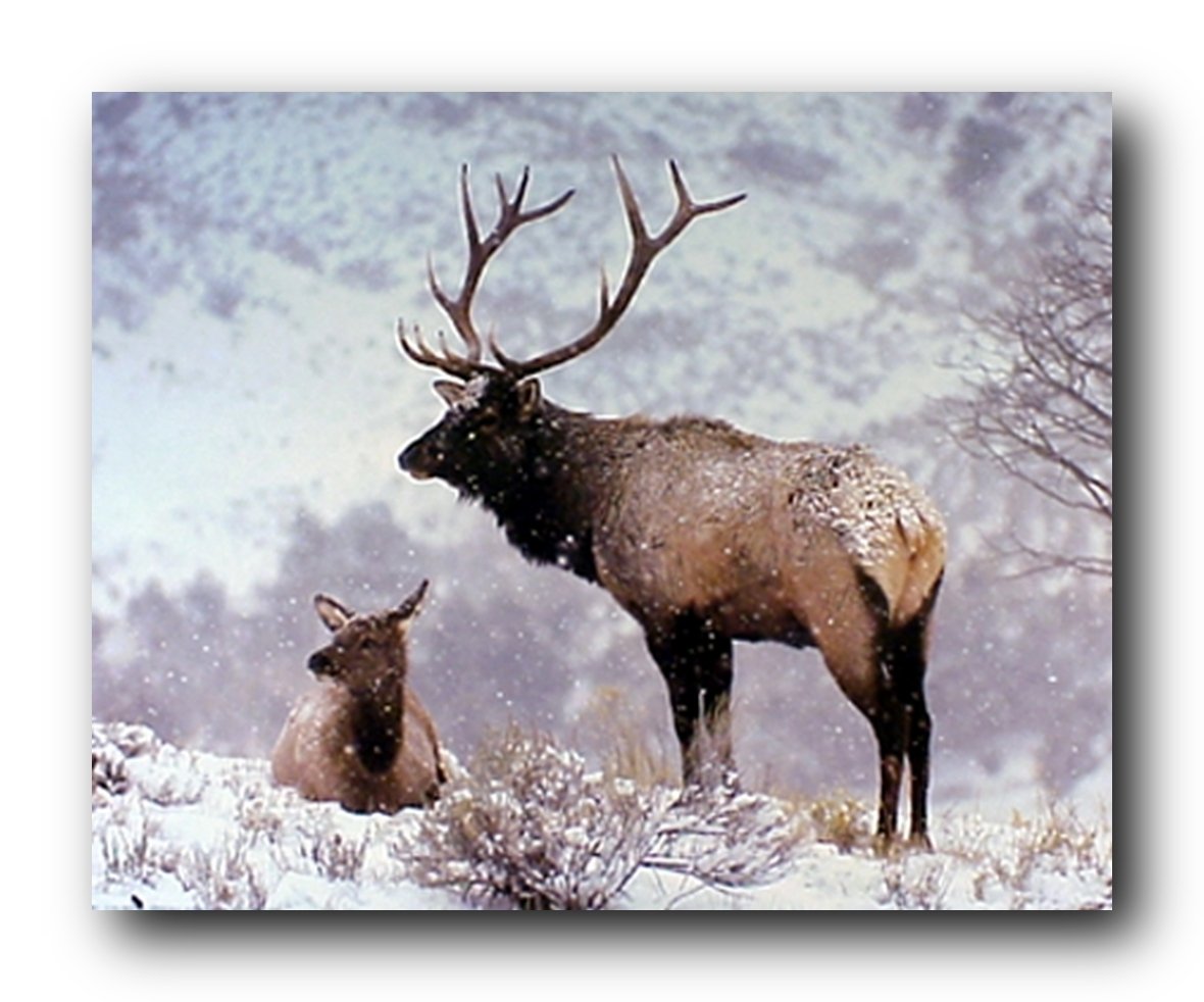 Wall Decor Large Bull Elk in Snow Wild Animal Art Print Poster (16x20)