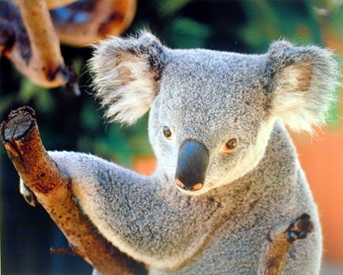 Wall Decor Koala Bear Holding a Tree Kids Room Art Print Poster (16x20)