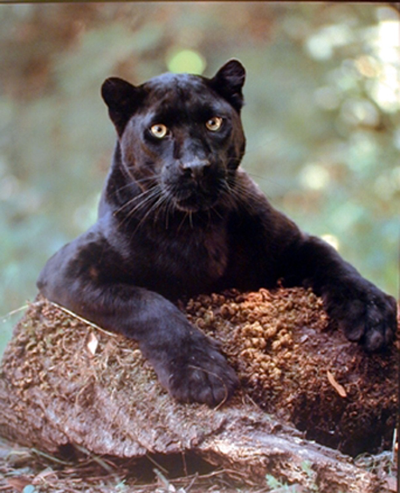 Wall Decor Picture Art Print Black Panther Big Cat Wild Animal Two Set Poster (8x10)