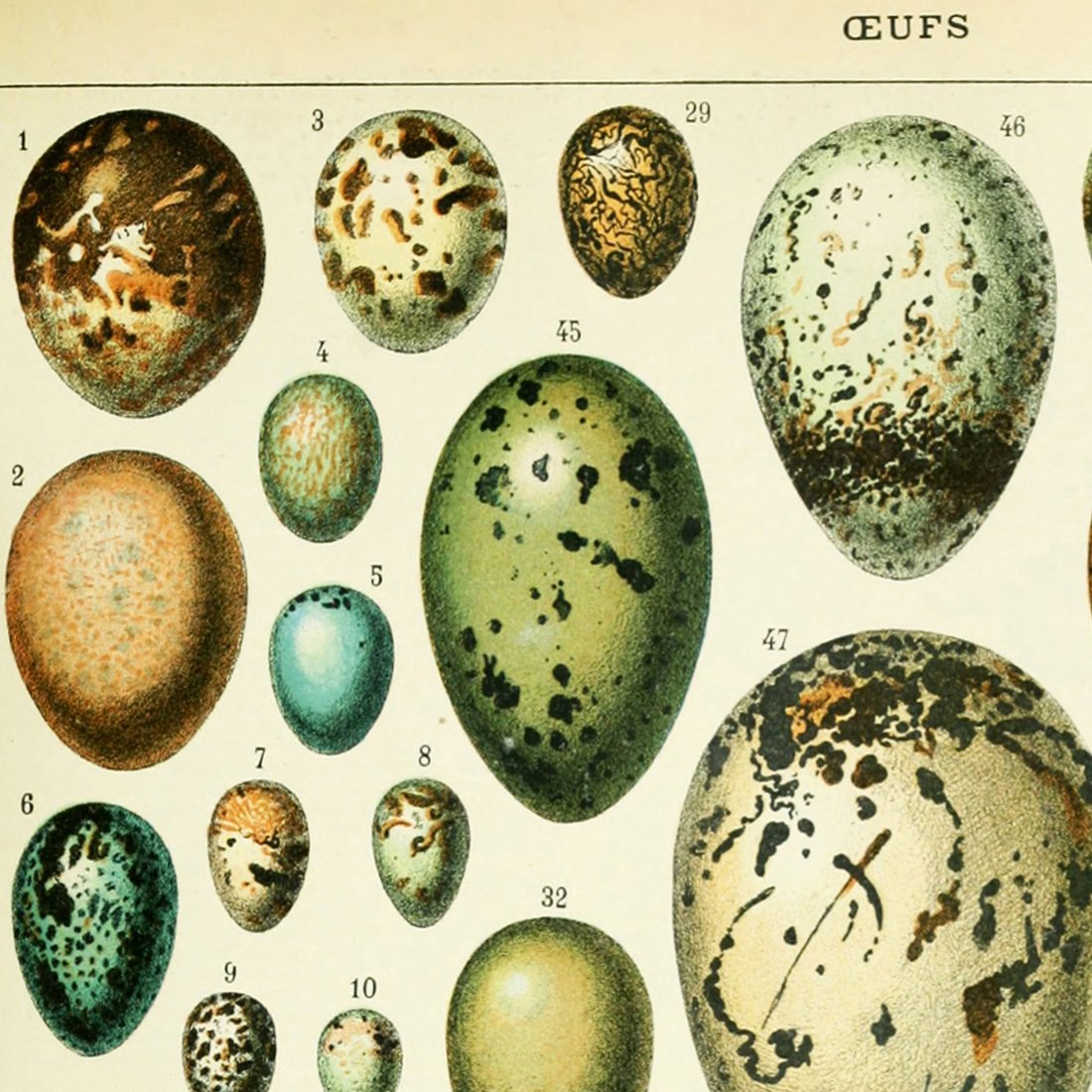 Meishe Art Poster Print Birds Colorful Eggs Collection Species Aves Beautiful Vintage Illustration Home Wall Decor Identification Reference Chart (14.57'' x 19.69'')