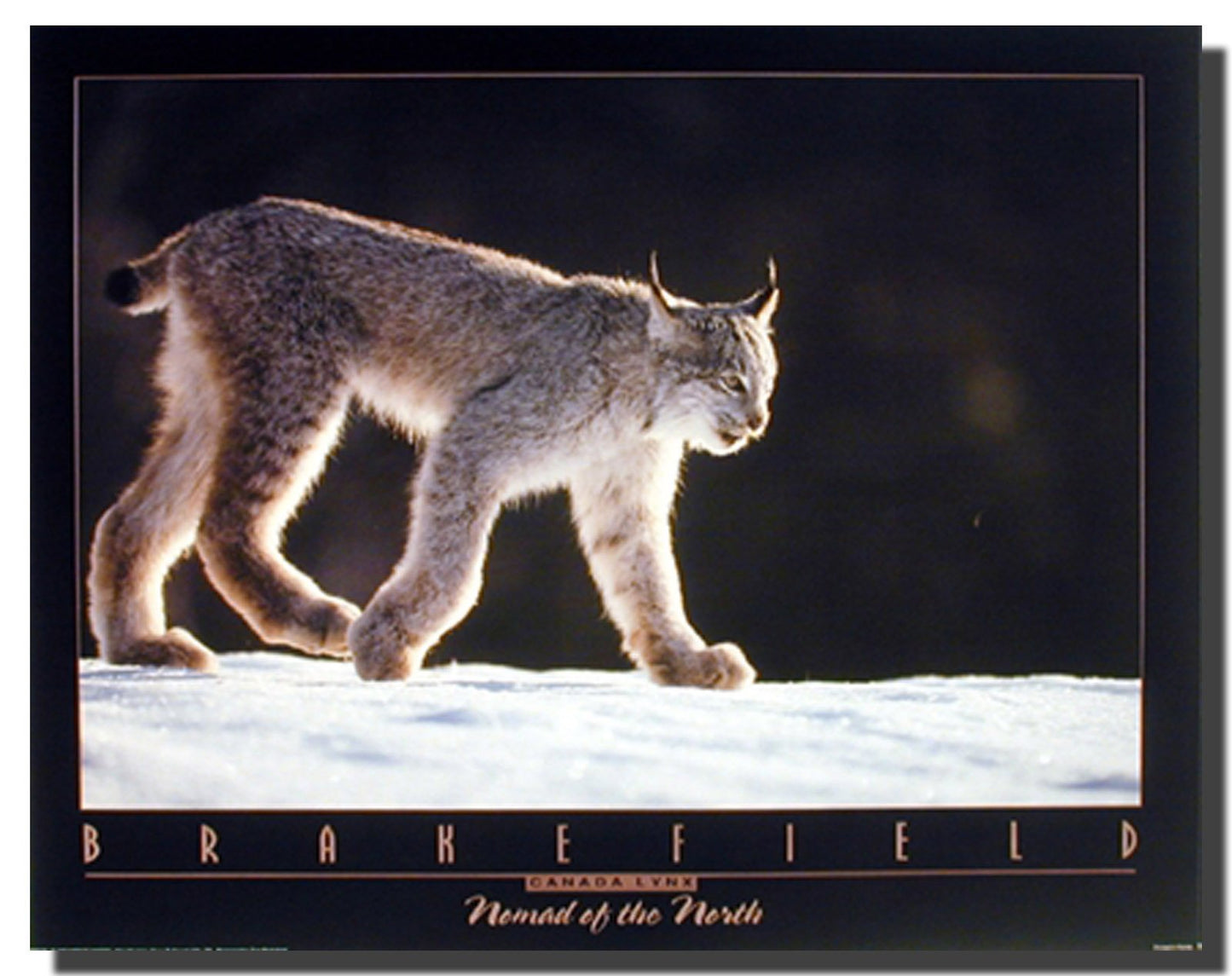 Impact Posters Gallery Wild Canada Lynx Snow Big Cat Animal Nature Wall Decor Art Print Picture Poster (16x20)