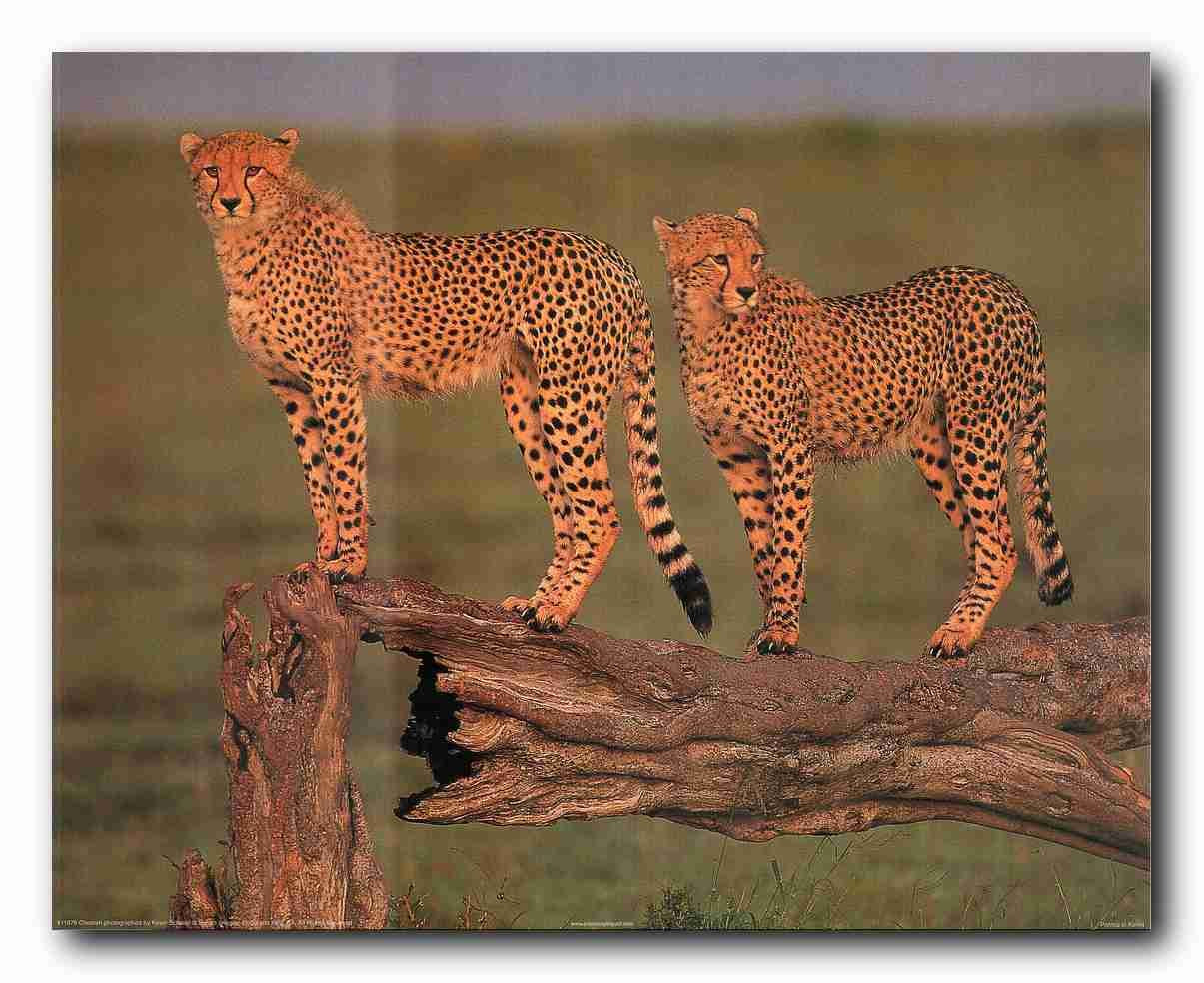 Cheetah Cat Feline Wildlife Animal Wall Decor Art Print Poster (16x20)