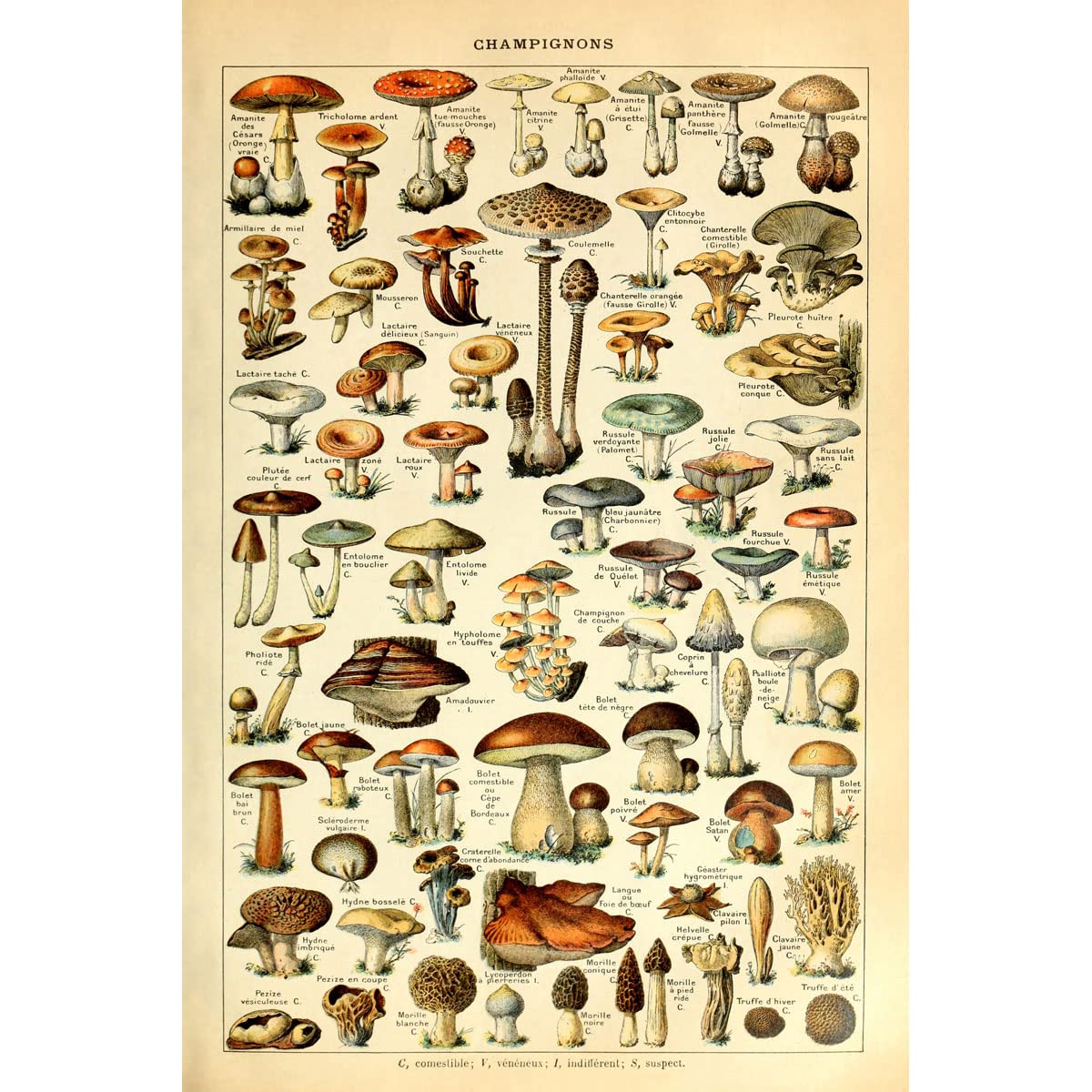 Meishe Art Print Mushrooms Flower Floral Vintage Poster Fruits Insects Fishes Birds Animals Marine Life Botanical Wall Scientific Illustration Home Decor Breeds Species Identification Set of 6pcs