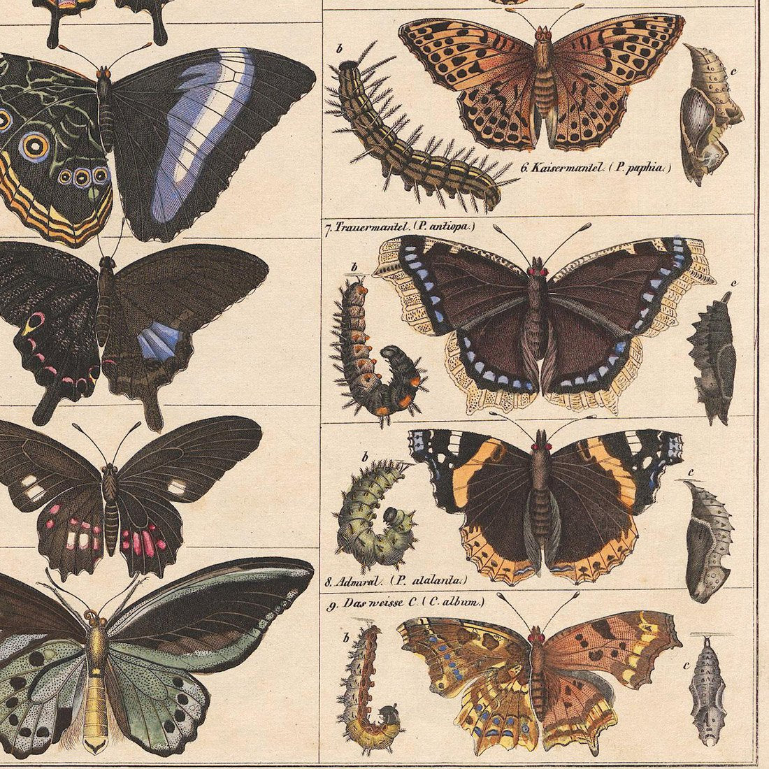 Meishe Art Poster Print Vintage Butterflies Insects Butterfly Breeds Collection Species Identification Reference Chart Pop Classroom Club Home Wall Decor (15.75''x19.69'')