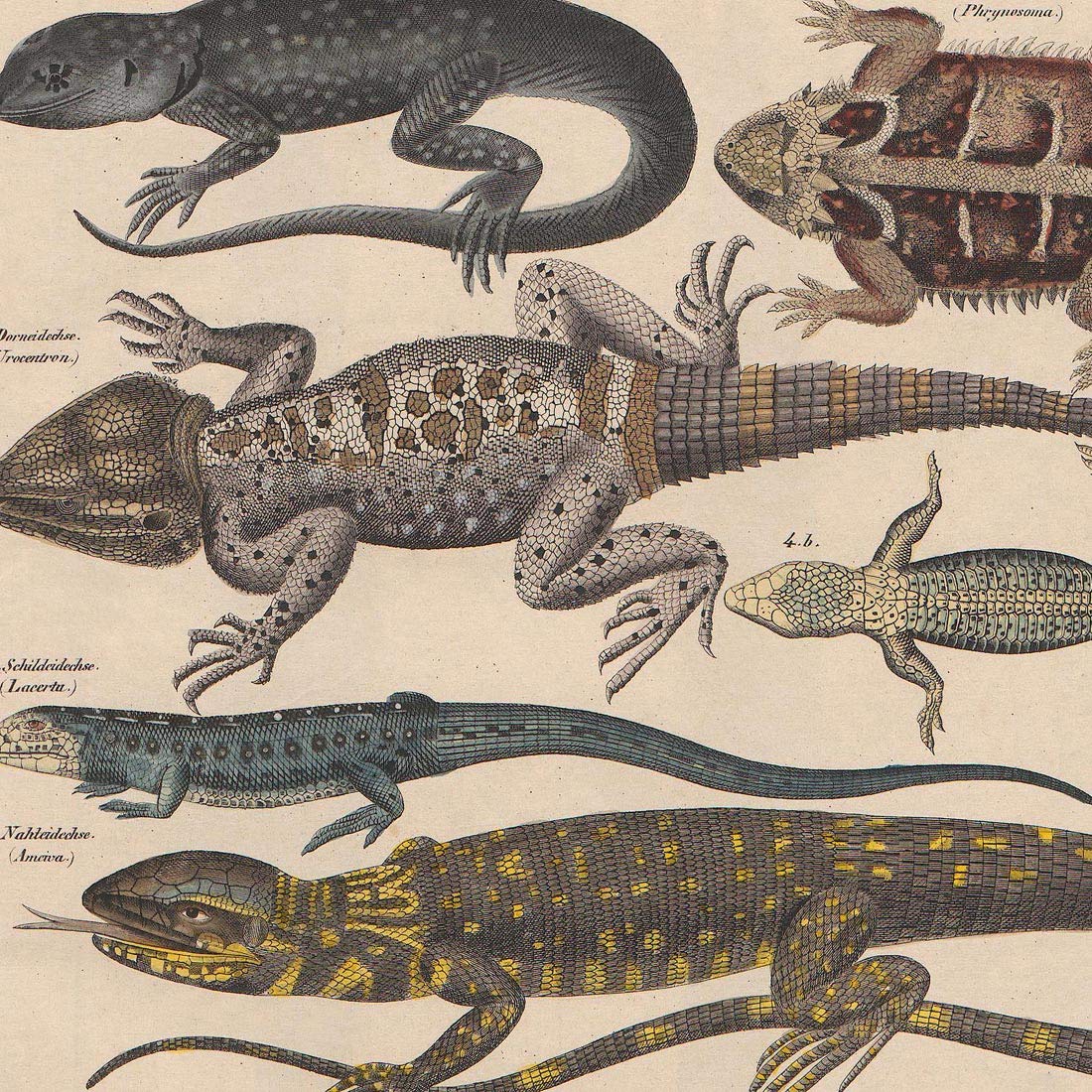 Meishe Art Poster Print Vintage Wild Animals Reptiles Reptilian Lizard Species Breeds Identification Reference Collection Club Classroom Beautiful Scientific Home Wall Decor