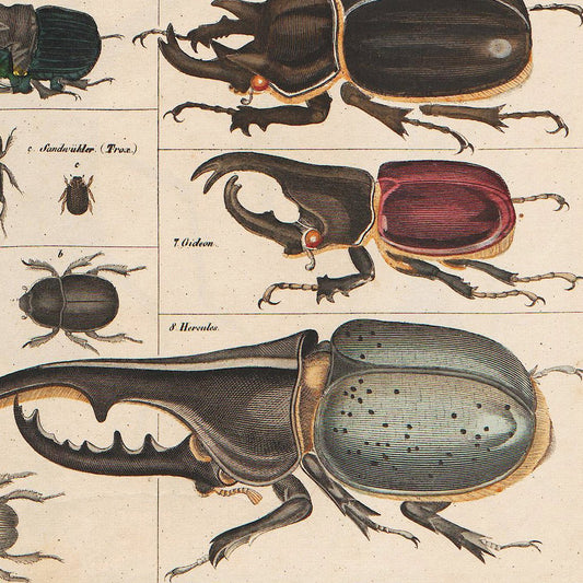 Meishe Art Vintage Poster Print Insects Collection Species Identification Reference Chart Entomology Diagram Classroom Club Wall Decor