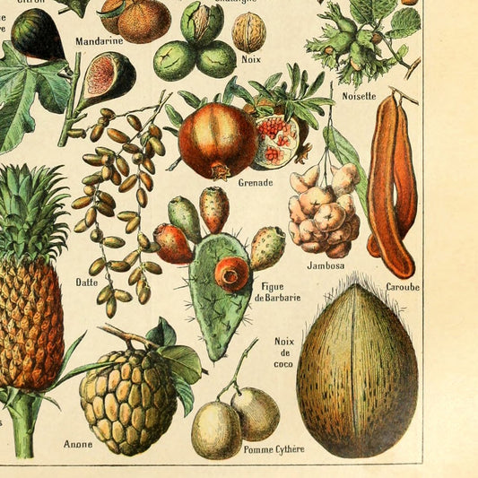 Meishe Art Print Poster Fruits Vintage Pineapple Pear Cherry Apple Banana Grape Kitchen Dining Room Restaurant Wall Decor Identification Reference Collection Illustration (20.87'' x 31.50'')