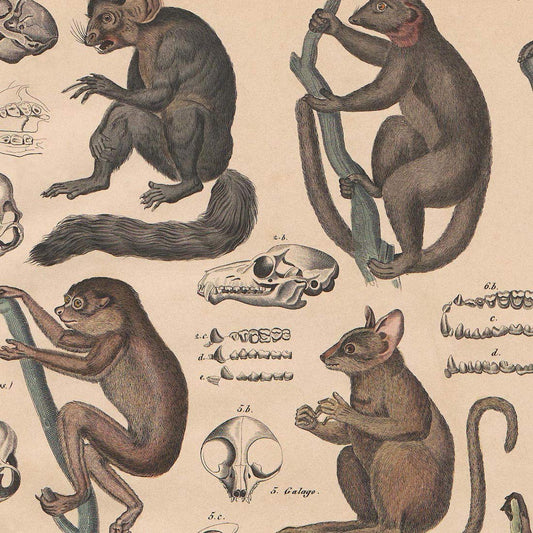 Meishe Art Poster Print Vintage Monkeys Apes Chimpanzee Primates History of Evolution and Development Biology Species Breeds Illustration Identification Reference Collection Home Wall Decor