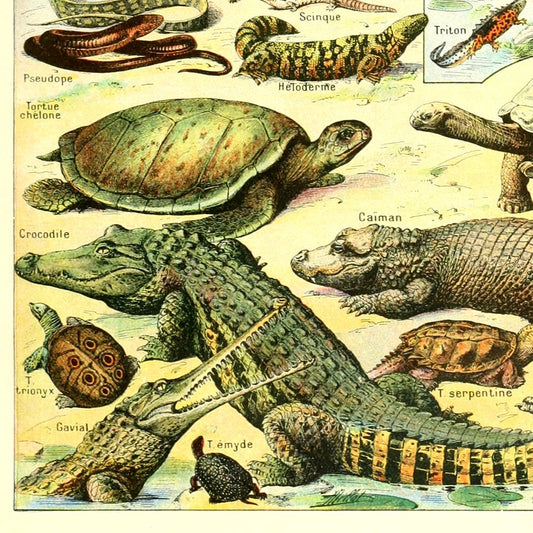 Meishe Art Poster Print Wild Animals Species Reptiles Turtle Snake Illustration Vintage Wall Decor Biology Science Identification Reference Collection Educational Chart (15.75'' x 23.62'')