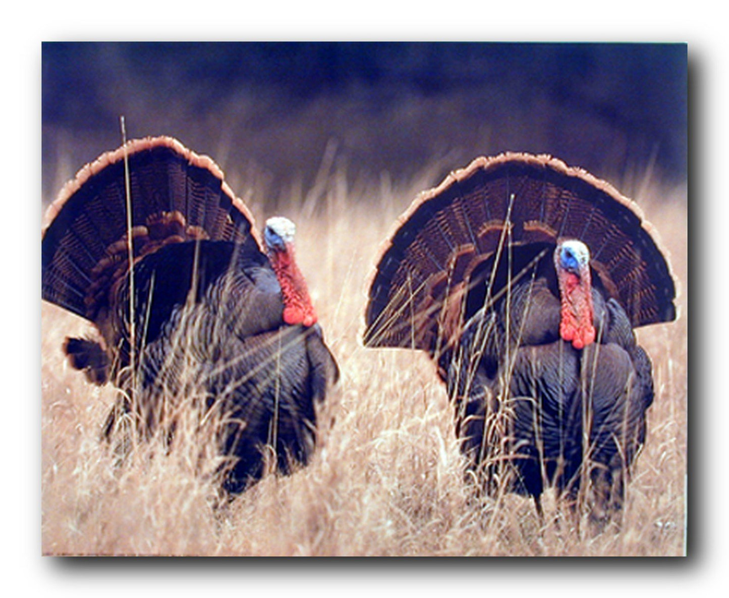 Pair of Wild Turkeys Animal Bird Hunting Wall Decor Art Print Poster (16x20)