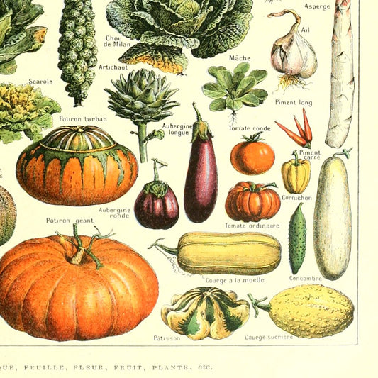 Meishe Art Poster Vegetable Print Vintage Kitchen Botanical Science Plant Carrot Pumpkin Potato Illustration Home Wall Decor Identification Reference Chart (15.75'' x 23.62'')