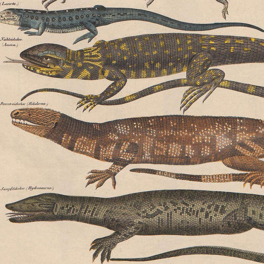 Meishe Art Poster Print Vintage Wild Animals Reptiles Reptilian Lizard Species Breeds Identification Reference Collection Club Classroom Beautiful Scientific Home Wall Decor