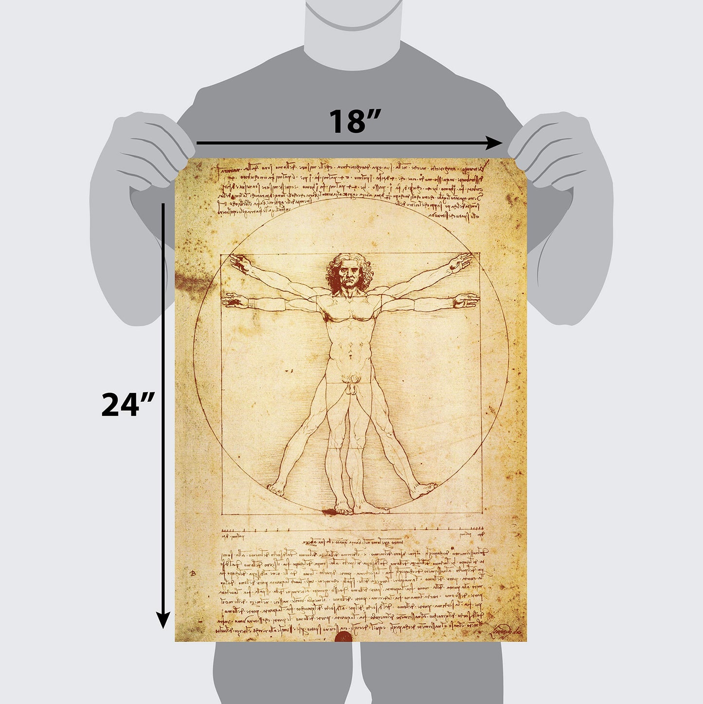 2 Pack - Vitruvian Man by Leonardo Da Vinci + Vincent Van Gogh Skeleton Poster - Fin Art Prints (LAMINATED, 18" x 24")