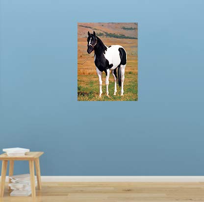 Stallion Horse Wall Decor Tobiano Point Picture Spotter Animal Art Print Poster (16x20)