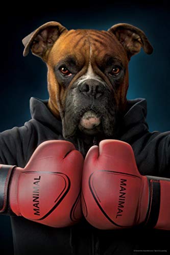 Boxing Boxer Dog by Vincent Hie Funny Animal Dog Posters For Wall Funny Dog Wall Art Dog Wall Decor Dog Posters For Kids Bedroom Animal Wall Poster Animal Poster Thick Paper Sign Print Picture 8x12