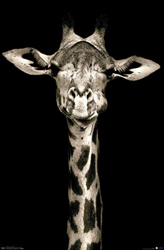 Trends International Portrait of a Giraffe Wall Poster, 22.375" x 34", Unframed Version