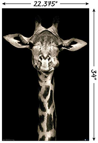 Trends International Portrait of a Giraffe Wall Poster, 22.375" x 34", Unframed Version