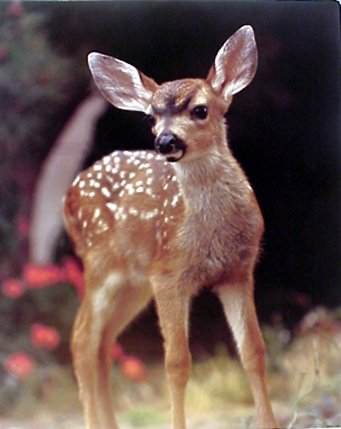 Wildlife Whitetail Mule Deer Wild Animal Fawn Picture Art Print Poster (16x20)