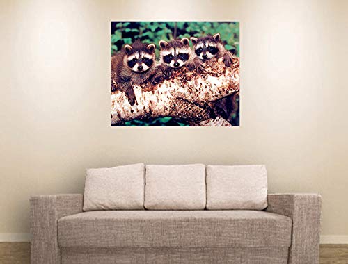 Impact Posters Gallery Wildlife Animal Three Raccoon Kids Room Wall Decor Art Print Picture Poster (16x20)