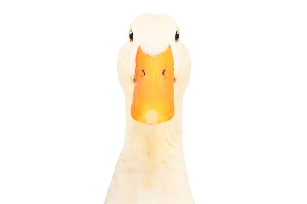 Duck Bill Face Closeup Cute Funny Animal White Bird Face Portrait Beak Nature Animal Photo Photograph Cool Wall Decor Art Print Poster 12x18