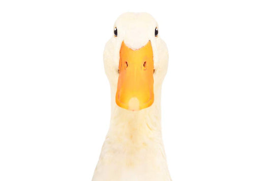Duck Bill Face Closeup Cute Funny Animal White Bird Face Portrait Beak Nature Animal Photo Photograph Cool Wall Decor Art Print Poster 12x18