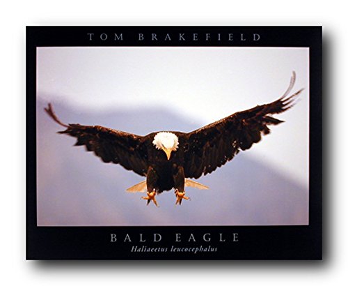 Impact Posters Gallery Eagle Bald Bird Freedom Patriotic Art Print Wall Decor Poster (16x20)